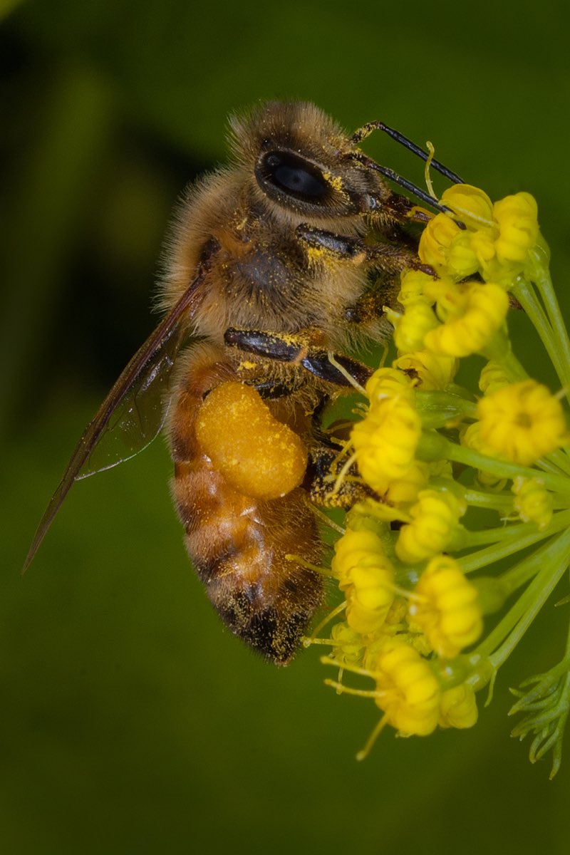 ForestServiceNW's tweet photo. #DYK that 1 out of every 3 bites Americans take is brought to us by pollinators? Thank a pollinator today! https://t.co/pHZjXjCwQK
