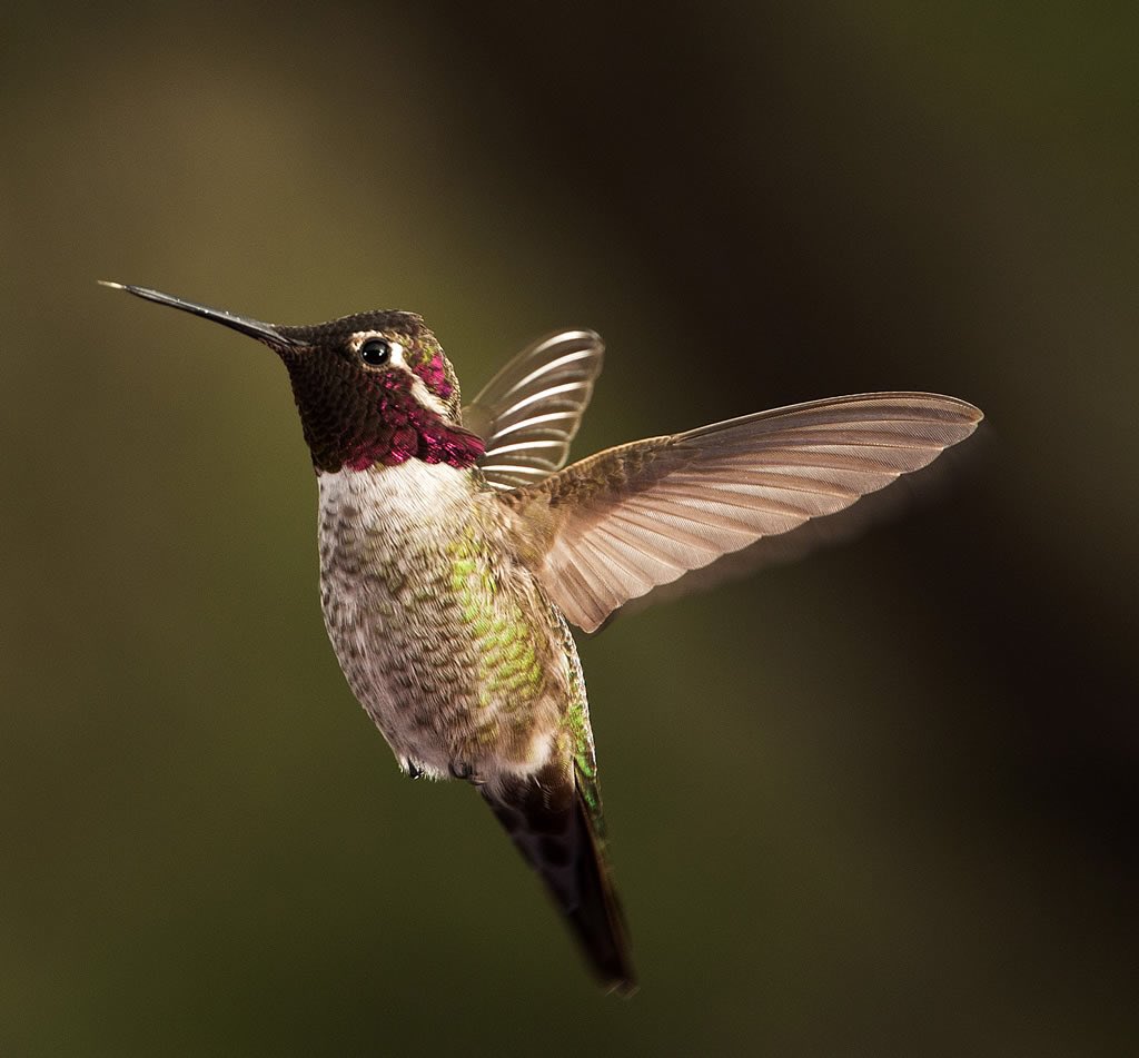 ForestServiceNW's tweet photo. #DYK that 1 out of every 3 bites Americans take is brought to us by pollinators? Thank a pollinator today! https://t.co/pHZjXjCwQK