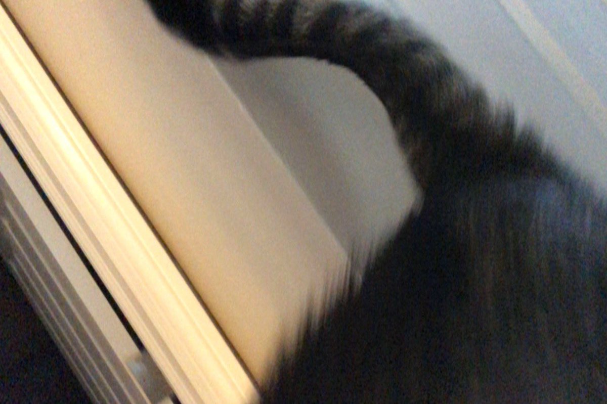 Moesargi2O's tweet photo. In my FaceTime call a cat picked up the phone!!! #WTFmoments #FunnyMoments #FaceTimeSunday https://t.co/xPn4FHiQFa