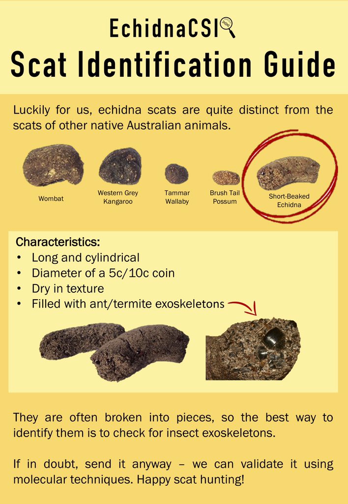 EchidnaCSI on Twitter: EchidnaCSI on Twitter: