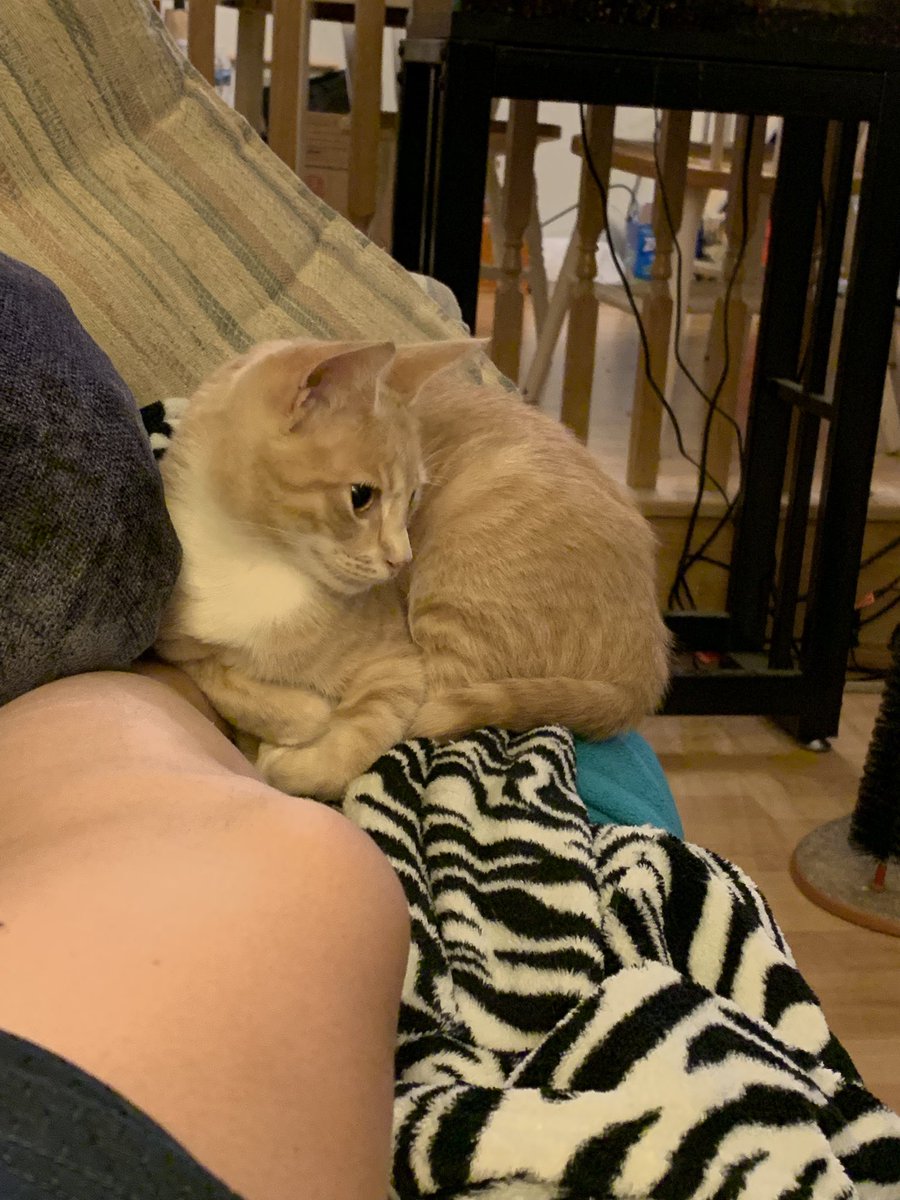 _EMMinem's tweet image. Guys, meet my parents’ new cat, Pickles. He’s already sitting on my foot. I like him.