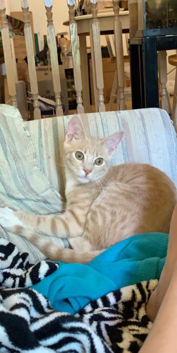 _EMMinem's tweet image. Guys, meet my parents’ new cat, Pickles. He’s already sitting on my foot. I like him.