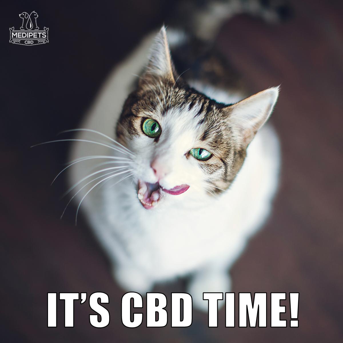 medipetscbd's tweet photo. The best time of the day ππ
#summerpet #summerpets #petsofsummer #pet #loved #ducky #cat #dog #doggie #animals #kitten #favourite https://t.co/DEadB7y1F3