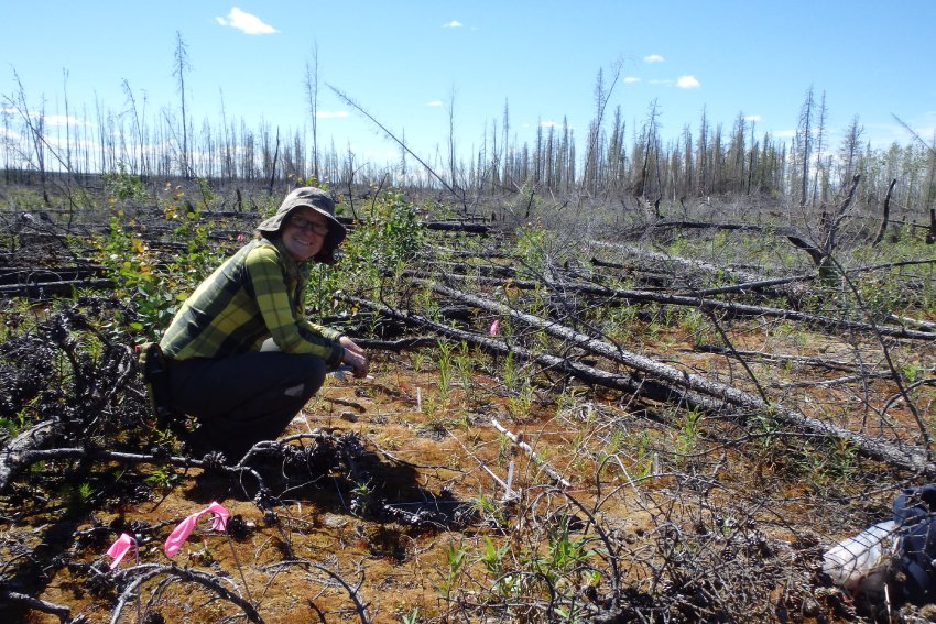 AUTuni's tweet photo. #AUT applied ecologist Dr Nicola Day's paper makes the cover of @nresearchnews 

The article discusses how carbon, stored in forest soils, might be released into the atmosphere as #GlobalWarming increases the frequency of wildfires.

Learn more 🌍https://t.co/APFFYOco0v https://t.co/Dv14QMRH5B