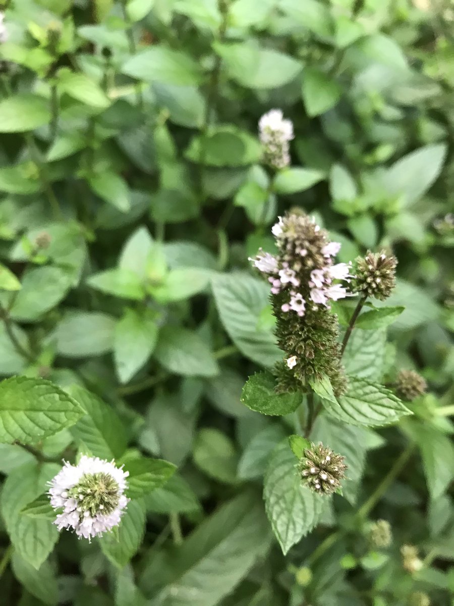 UOrn51's tweet photo. Looking in my backyard I thought about my chocolate mint growing and figured it’s a dicot. The way the veins grow on the leaves and the flower formation, are clearly dicot. #BIO120FALL19 @NutmegSomething https://t.co/KuIwzTqKmJ