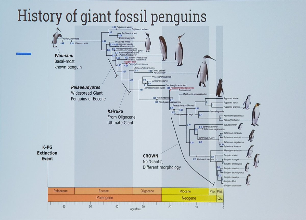 OceaNikk_1's tweet photo. There are stickers around the building calling for a fossil free world. I'm very in favour of reducing societal reliance on fossil fuels, but let's keep the fossils. We are learning so much from New Zealand fossil penguins this morning at #IPC10 https://t.co/Cp7Balj7QK https://t.co/oGvWCUTMrK