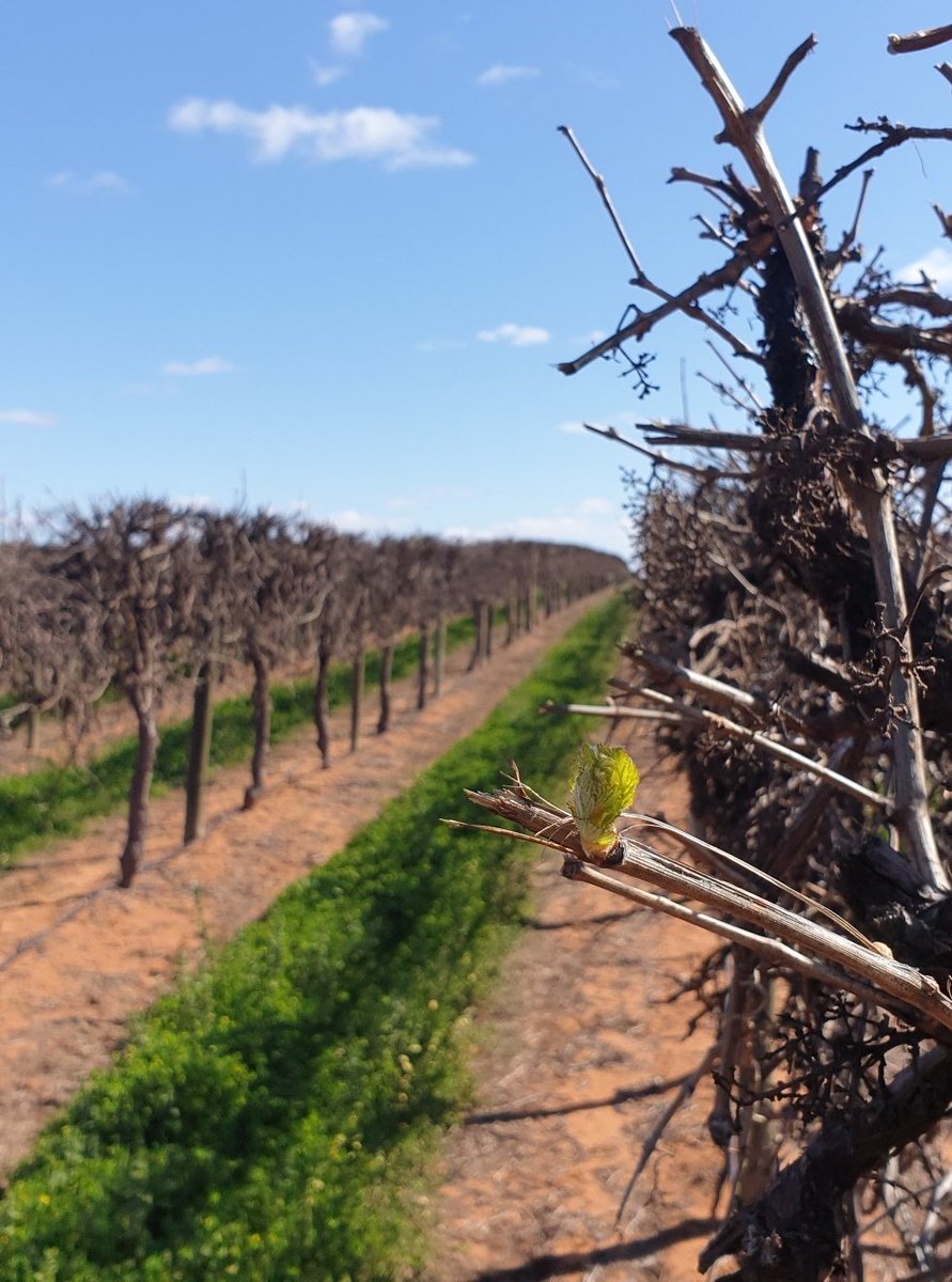 DeakinEstate's tweet photo. The first buds burst this week - and so begins our 2020 #wine #harvest here in #Mildura. #V20 https://t.co/KMoWiAYnFE