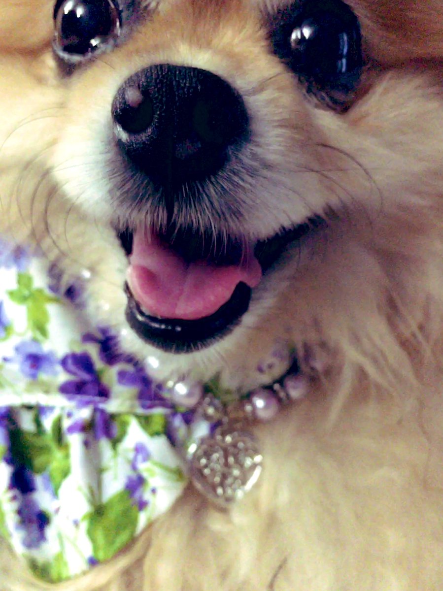 PeachesPomPom1's tweet photo. @ZombieSquadHQ @MissTinkIEckert @BraveWinston @KareeRogue @TupeckParrot @thecavamalt @RooRadley @ThorSelfies @badpiratemonkey @Helen09Porter @WestieBiscuit Dere are no wurds adequate to soothe de loss of such a beloved baby as Tinkerbella. Yoo are in our harts. I will don a pretty dress an my sisters perls in honor of my furiend an sister fashionista. *bows head, wipes tears with floof* #OTRB #Tinkerbella #Fashionista #ZSHQ https://t.co/onxue0t58J