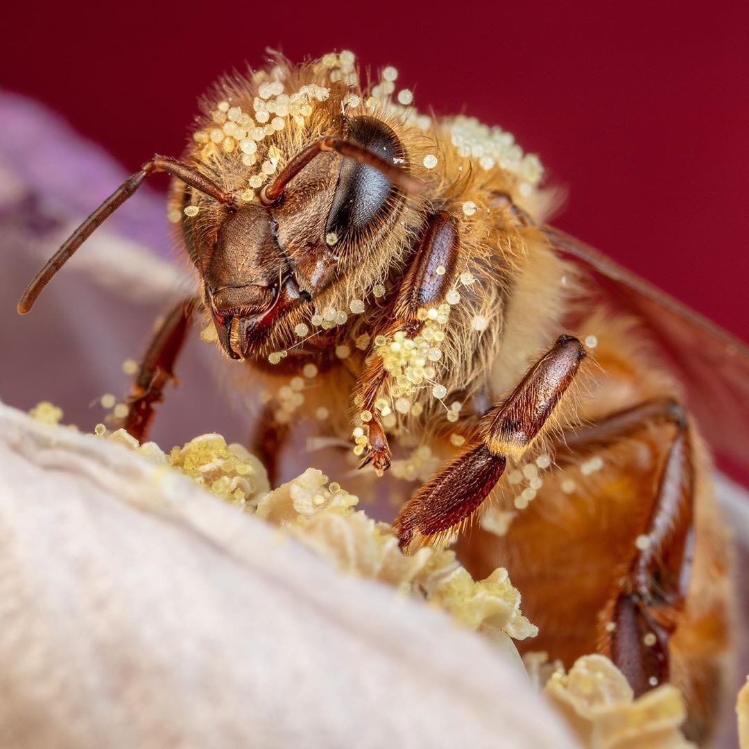 Golden Bee.......

#beekeeper #beekeeping #bees #naturelove #ilovebugs #honey #bringbackthebees #savethebees #honeyporn #honeycomb #supportlocalbeekeeper #lifeofabee #beecloseup #honeybee #pollen #beeswax #backyardbees #localhoney #rawhoney #hive #beekeeperlife #apiary 🐝
