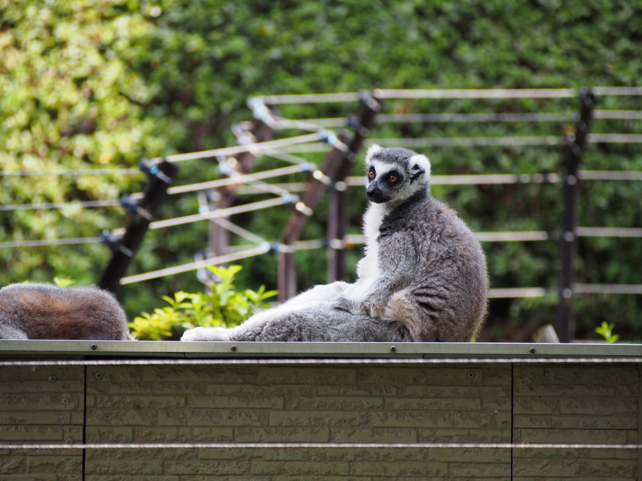 草木と小さな動物 みなみ on X: 