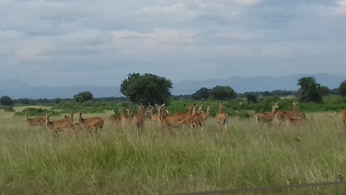 twongye's tweet image. #Ugandairlines set for its inaugural flight tomorrow Tuesday 27th 2019! Let's jump on! And may God uphold the UgAirlines! This Day in History! #Uganda #Ugandavibes