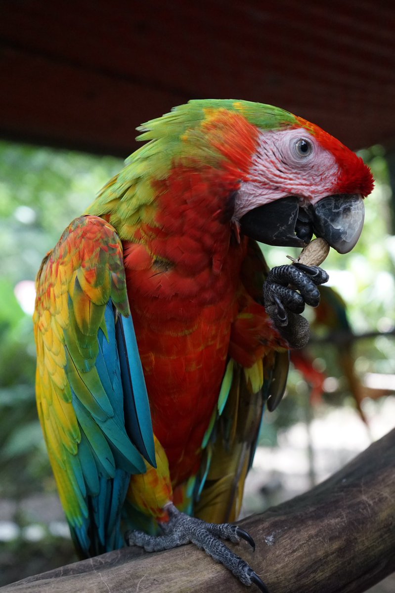 itsnicolebeth's tweet photo. I’m a 21 year-old college senior, photographer, and Mobile Expert for T-Mobile for 3+ years. I traveled to Costa Rica this month to learn about, as well as handle the wildlife. Check out my travel tips and photography on Facebook🐒
#TMobileWingman #teammagenta https://t.co/XJTG7mkAiJ