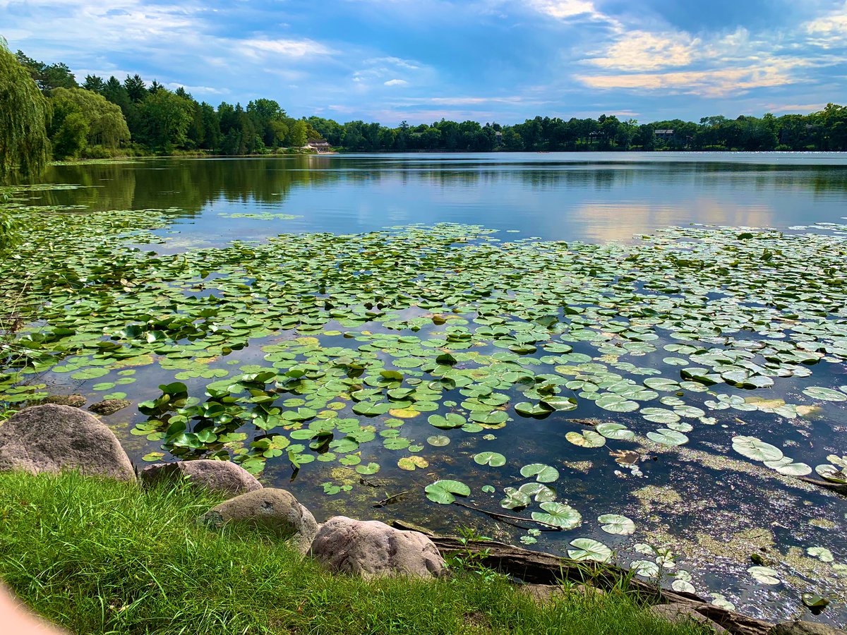 MeganMarieWhit3's tweet photo. #Bio110fall19 @NutmegSomething Lily Pads grow in lakes and ponds. I know this, because I live in front of a lake and once while paddle boarding, I tried reaching for one, thinking it was just floating and I almost fell. I wasn’t aware that they were attached to stems 15ft long. https://t.co/aCW4zMbbX5