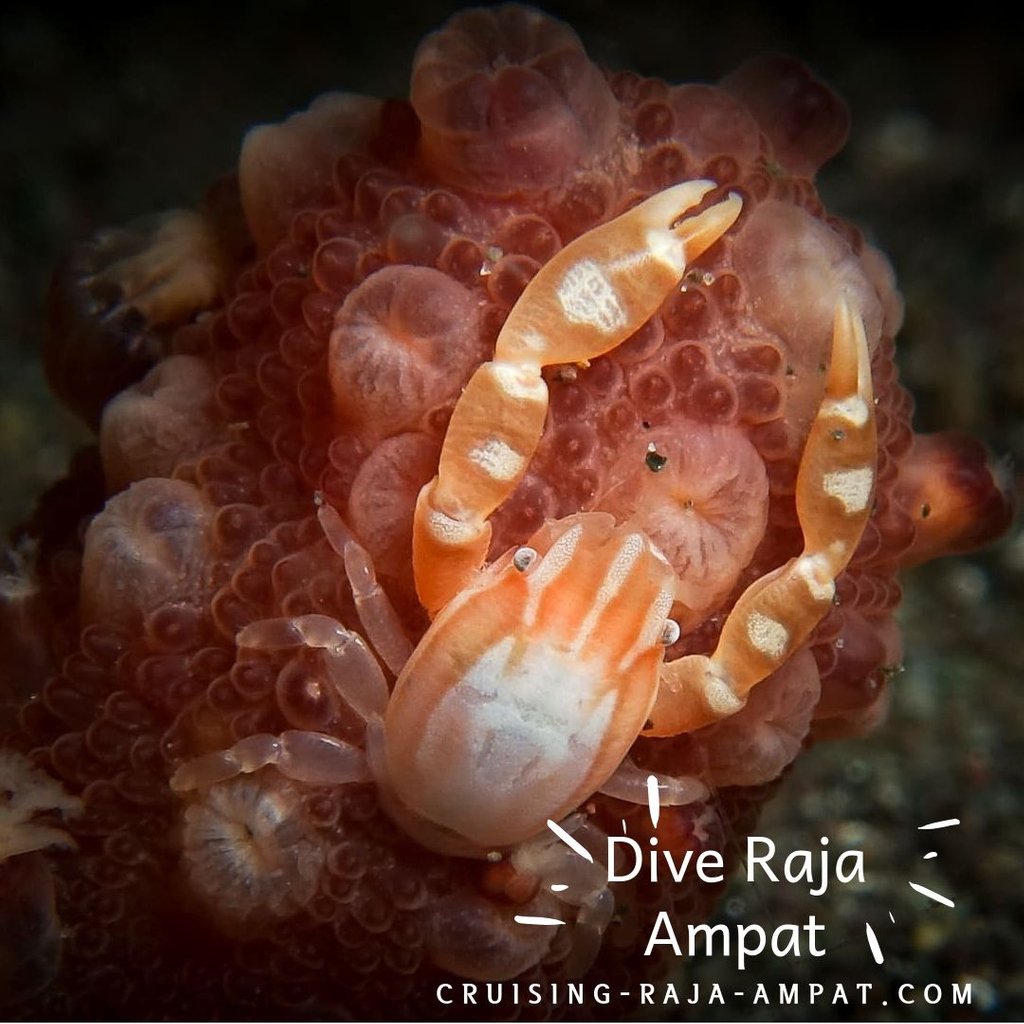 wisesarajaampat's tweet photo. “You must go on adventures to find out where you truly belong.” – Sue Fitzmaurice
Wisesa Liveaboard Indonesia

Book for 2020-Bucket List Raja Ampat
#rajaampatdivecenter

#rajaampatexpedition https://t.co/elP3TehtJi