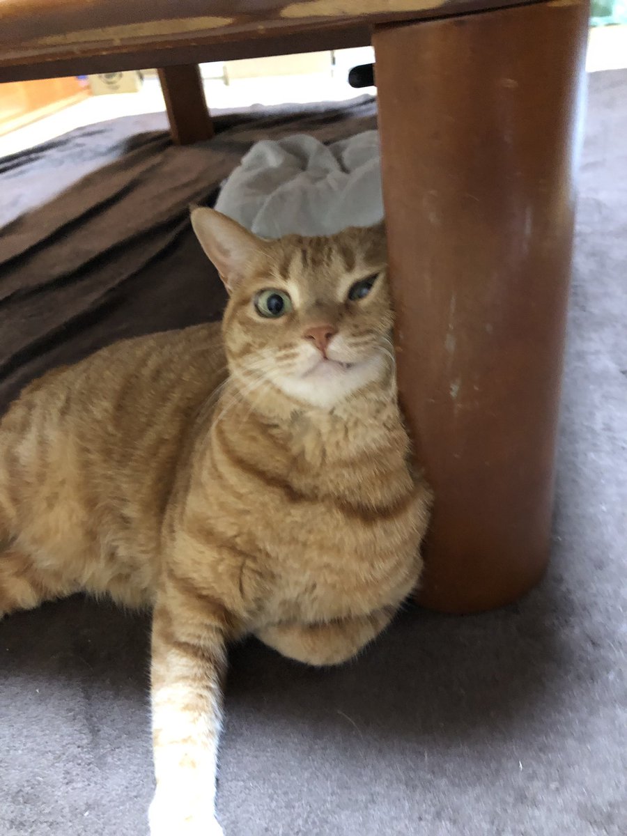 とらこ No Twitter へぇー813 茶トラの猫は8割はオスで メスは２万匹に一匹の確率でしか生まれません うちの子は本当は珍しい生き物なのです