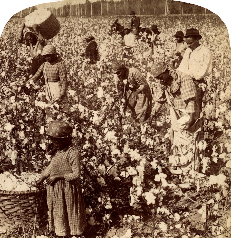 Family picking cotton in the Southern United States,
foreman watching.