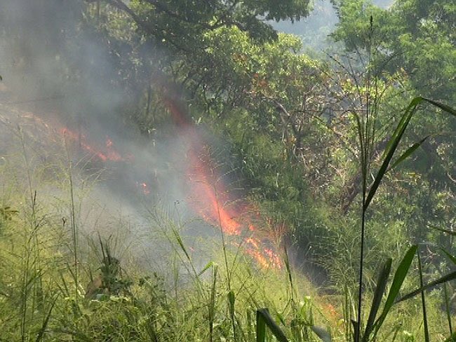 Rangaslk's tweet image. #amazonefire in #Brazil or #EllaRock fires in #SriLanka, our world is burning now. #EveryTreeMatters #ItMatters 

Photo credits - unknown