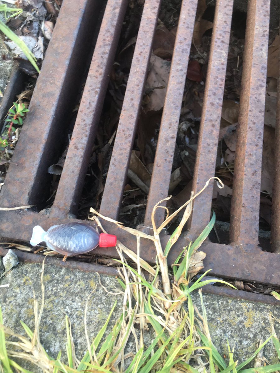 vanceoit's tweet image. I didn’t stage this shot- just prevented another feral species from Port Phillip... #sushifish are a blight- consume better people!