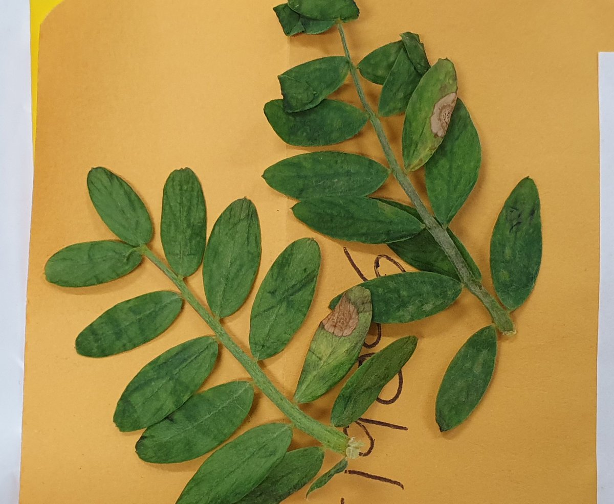 Sara_N_Blake's tweet photo. Received some PBA Hallmark lentils from upper YP with #AscochytaBlight this morning #spottedthisweek Will isolate for national monitoring project @AusCropDiseases @theCCDM @arun_shun @GRDCSouth #SARDIscience Thanks @CropDoctor54 https://t.co/sv3HRcFKKG