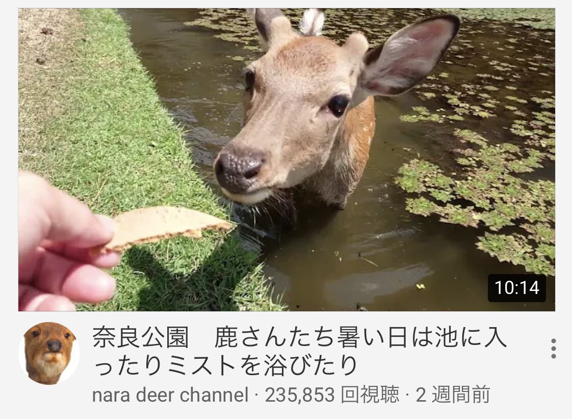 こーせい 無印ハヤシ V Twitter 面白いyoutubeチャンネルを発見