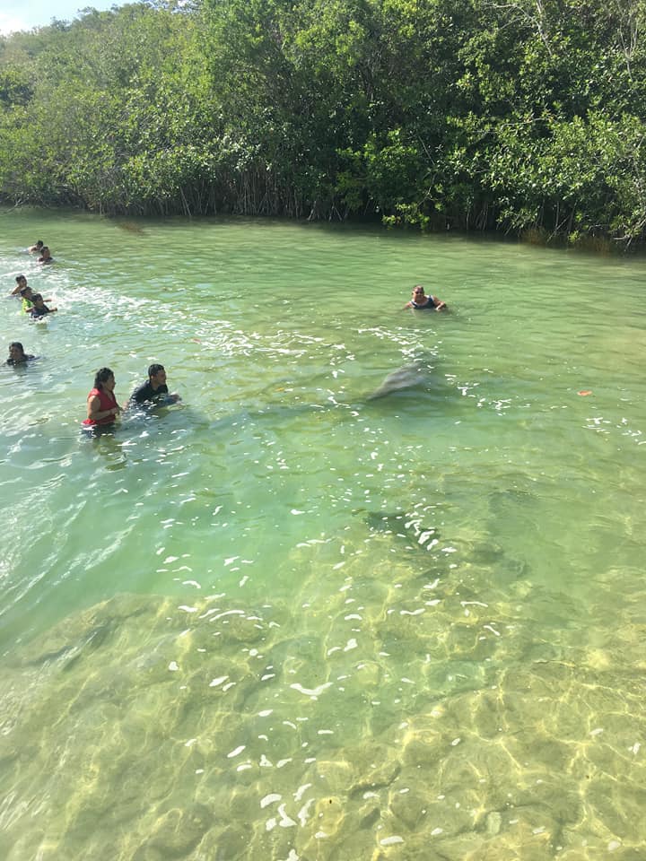 LuisAvilaM's tweet photo. 🏝️En Laguna Guerrero, manatí nada con los bañistas.
#QuintanaRoo #Chetumal https://t.co/wzn4yYVctr