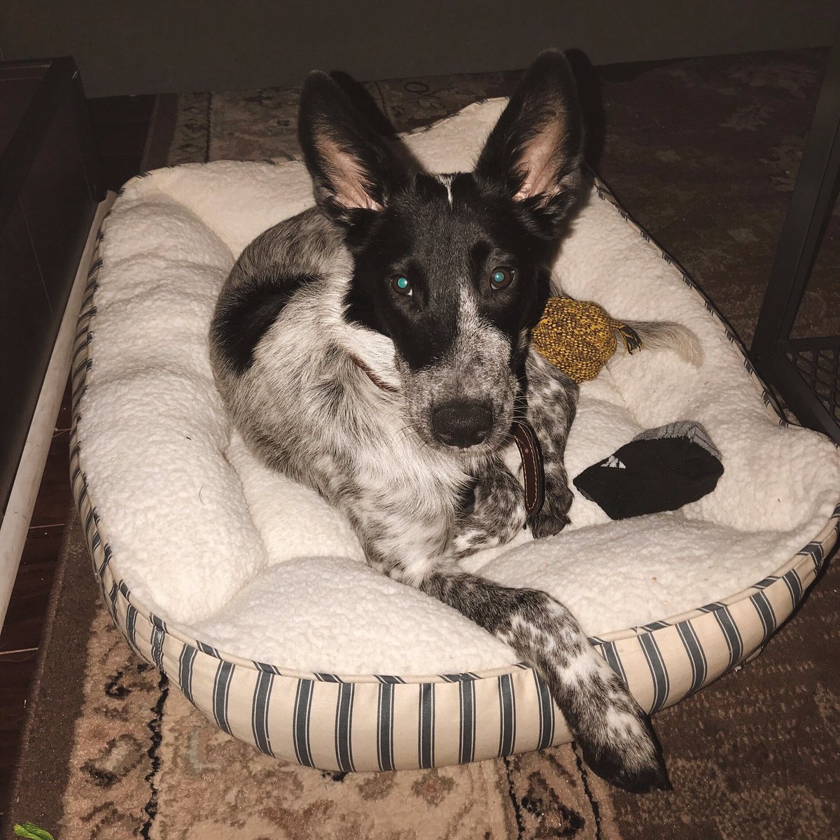 KaitlinObscura's tweet photo. Also, we have a new baby. @graymoonmusic
#blueheeler #cattledog #bordercollie #rescue #masrescue #daywithdog https://t.co/eXg23TJzMe