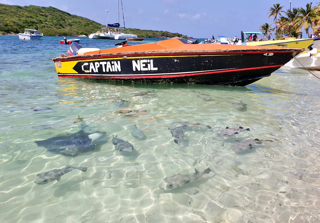 CaribbeanAndCo's tweet photo. Not every day you see stingrays, puffer fish and reef sharks in the shallow waters of beach within the Tobago Cays Marine Park, part of St Vincent & The Grenadines. π‘π π¦ #SVG #DiscoverSVG #STC2019 #ccSVG https://t.co/l1iR7nVKRD
