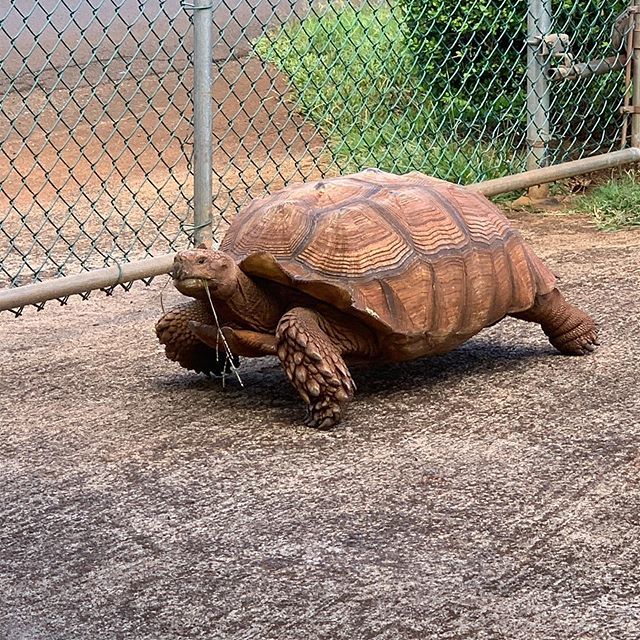 MrMedia808's tweet photo. This thing is huge!! #missingtortoise https://t.co/xMznxEBhJj https://t.co/zdMvJScsjx