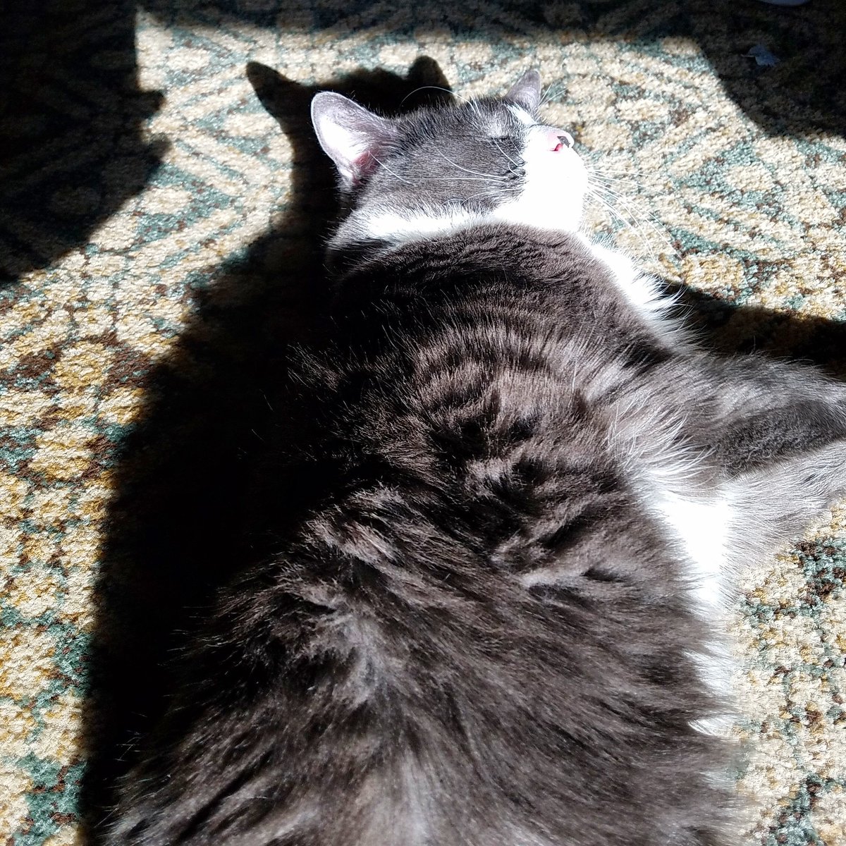 girly_theodore's tweet photo. Can someone turn the sun off, purrty please.I'm trying to take a nap๐ตโ๏ธ#toomuchsunonsunday #toohot #toobright #toofluffy #tooadorable #mynameistheo #sundayfunday #sundaysmiles #sundayfun #sundayfluffysunday #catnap #catphoto #catlover #cat #lazycat #fatcat https://t.co/L8ovxr5yQB