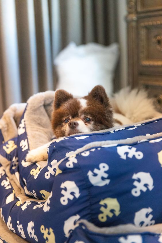 Petique3's tweet photo. Nobody disturbs the #sleepy #furbaby in his #comfybed. #petiquepet #slumbertime #anchorsaway #cozypetbed https://t.co/0mO9JavgZB