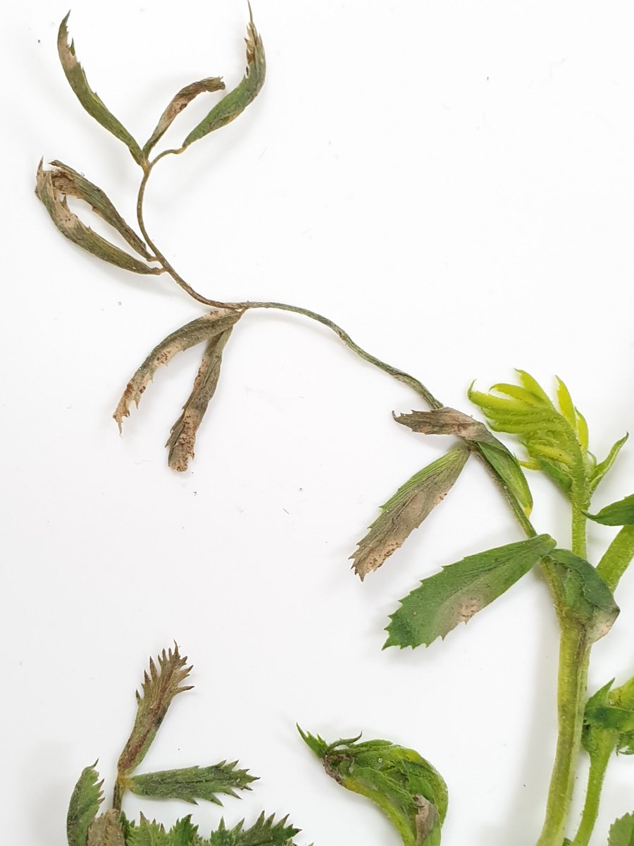 Sara_N_Blake's tweet photo. Also received chickpeas with #AscochytaBlight today, PBA Monarch @ Genesis090, from upper YP @AusCropDiseases @GRDCSouth #SARDIscience #spottedthisweek @kbhobbo https://t.co/NXCCFmV5O8