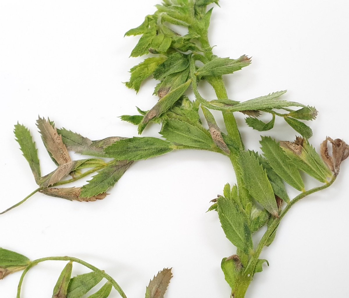 Sara_N_Blake's tweet photo. Also received chickpeas with #AscochytaBlight today, PBA Monarch @ Genesis090, from upper YP @AusCropDiseases @GRDCSouth #SARDIscience #spottedthisweek @kbhobbo https://t.co/NXCCFmV5O8
