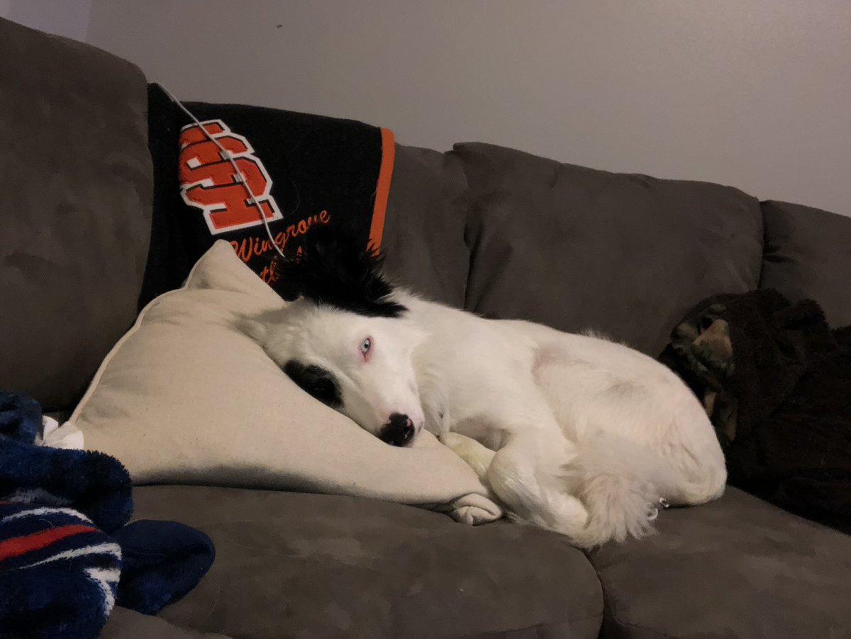 hicks_erin's tweet photo. Me: “my dog will definitely not be allowed on the furniture”
Also me: 👇🏻 https://t.co/DfGF8CkdMG