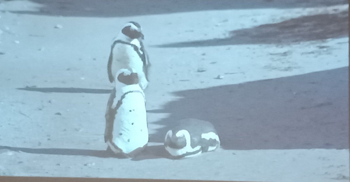 Sarah1Lena's tweet photo. Pick real vs. clay penguin..... #Art meets #science! Using model penguins to encourage endangered African Penguin colonisation  @ new sites #IPC10 @SANCCOB @rmcint16 @PhillipIslandNP https://t.co/eeU6rYurXO