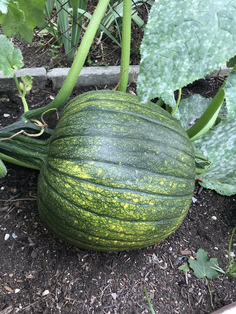 _craftathomemom's tweet photo. This beauty is growing in my back yard. I’m so excited, I can’t wait until it starts to turn orange! #pumpkin #cityfarming https://t.co/7lS9s2pbLY