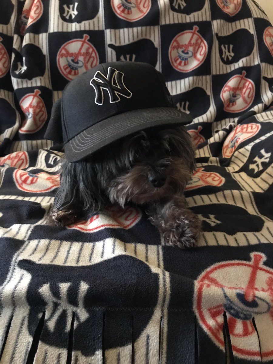 ZoeyV1's tweet photo. Let’s Go @Yankees ! Big series win against the @Dodgers Now it’s time for bed. #YankeePuppy #Yankees #LetsGoYankees #Bedtime https://t.co/xnLihrDz4H