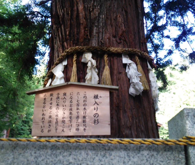 夜泣き関連だと長野県諏訪大社には小枝を煎じて飲ませると夜泣きが止むと言われている杉もあります。(こちらも効果は保証いたしかねます) 