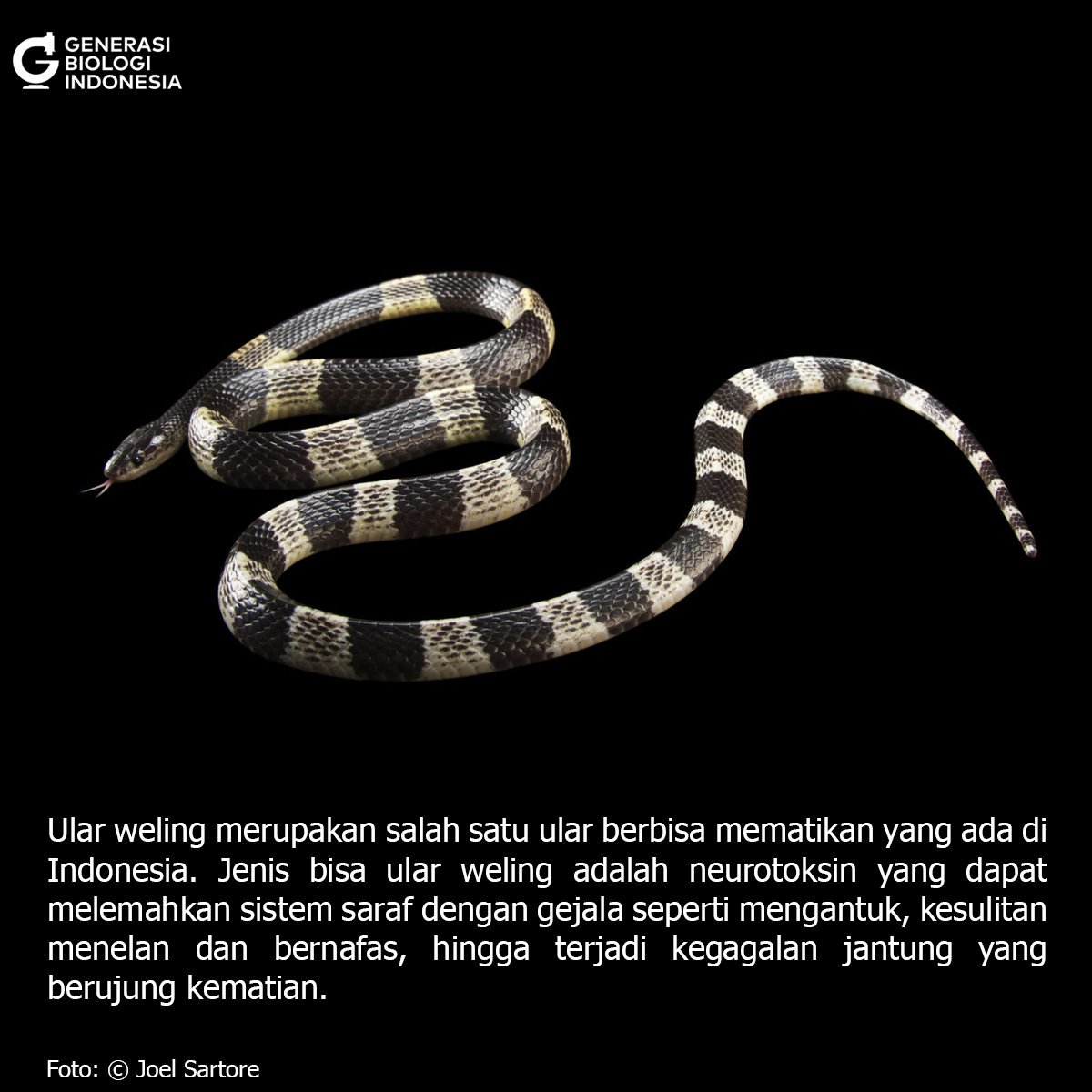 GenerasiBiologi's tweet photo. Mari mengenal ular #weling
#biologi https://t.co/ZrZGFJNnZ3