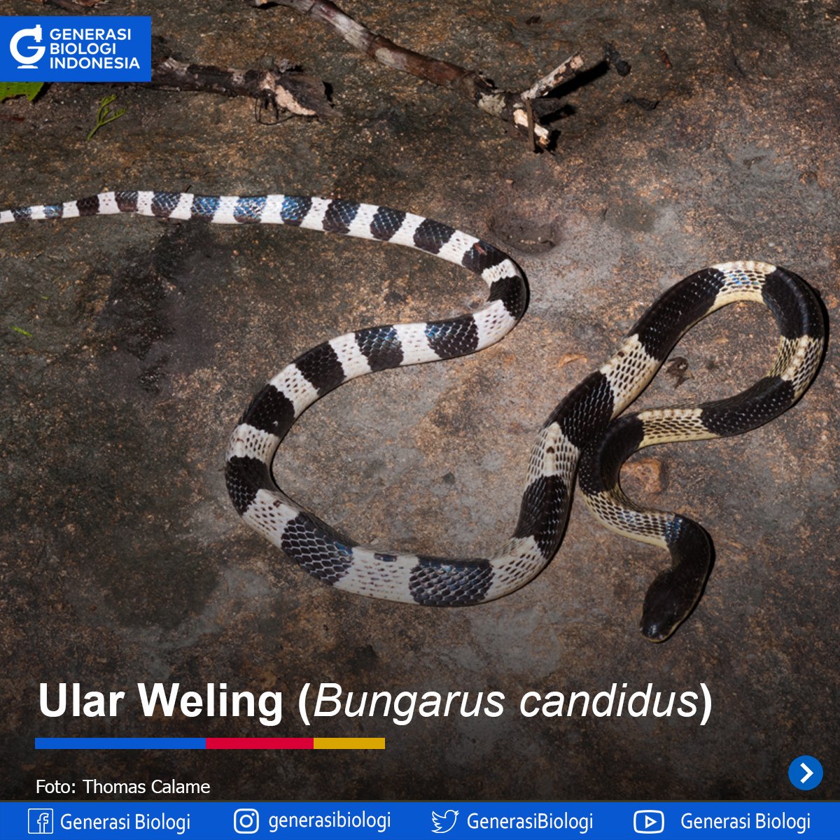 GenerasiBiologi's tweet photo. Mari mengenal ular #weling
#biologi https://t.co/ZrZGFJNnZ3