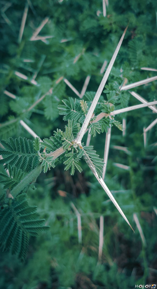 "Your thorns are the best part of you." <a href="/pichazasimu/">#pichazasimu</a> <a href="/PichaPopote/">PichaPopote</a> <a href="/tzDiscovery/">TzConnect</a>