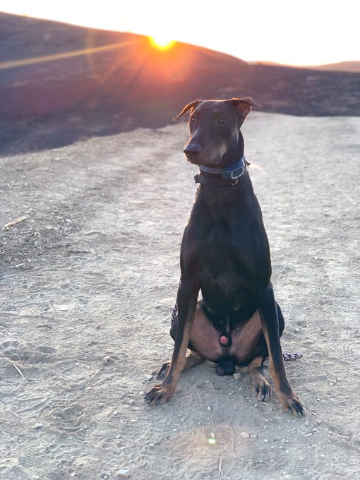 Sunday Evening Hikes 😇🌾 Sierra Loop 🐾🐶 https://t.co/qOFYppR7ZK<a href="/tag/newprofilepic"class="tags"><span>#newprofilepic</span></a>