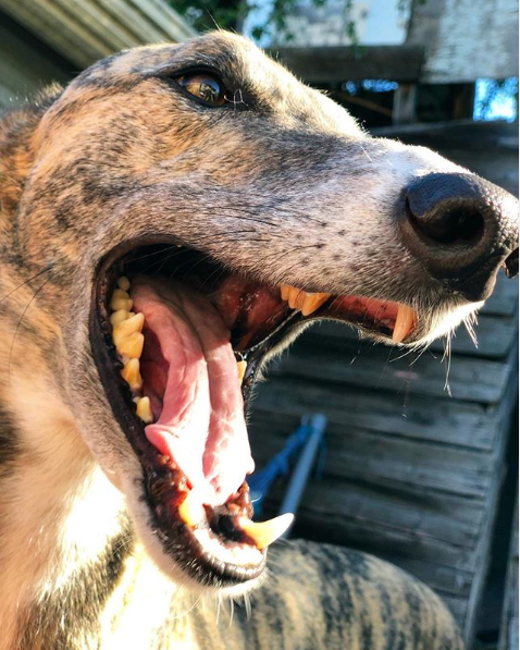 SaferCareVic's tweet photo. Happy #InternationalDogDay! 🐶While they're not official members of the team, we thought we'd introduce you to some of our favourite SCV companions... 

@euan_wallace you're up! https://t.co/GllicKHhkM