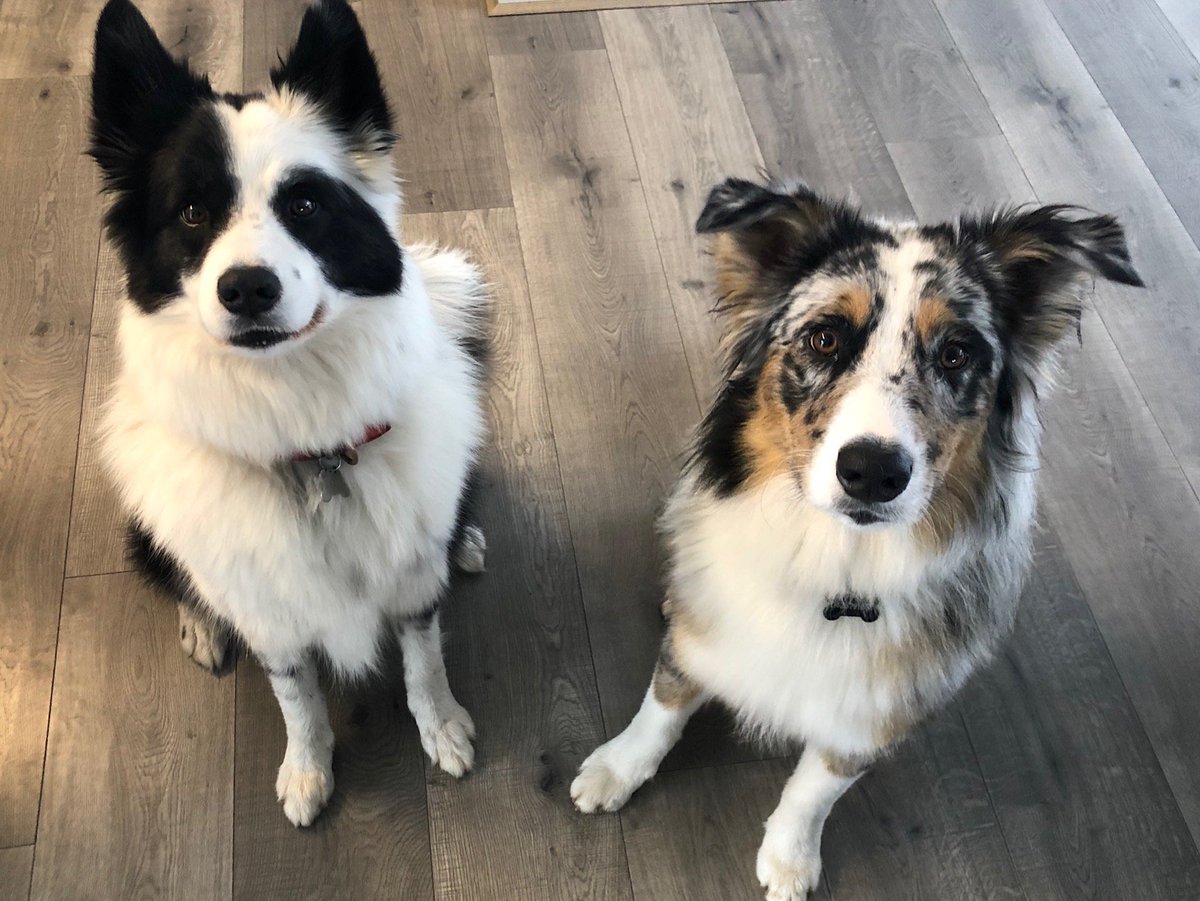 SaferCareVic's tweet photo. Happy #InternationalDogDay! 🐶While they're not official members of the team, we thought we'd introduce you to some of our favourite SCV companions... 

@euan_wallace you're up! https://t.co/GllicKHhkM