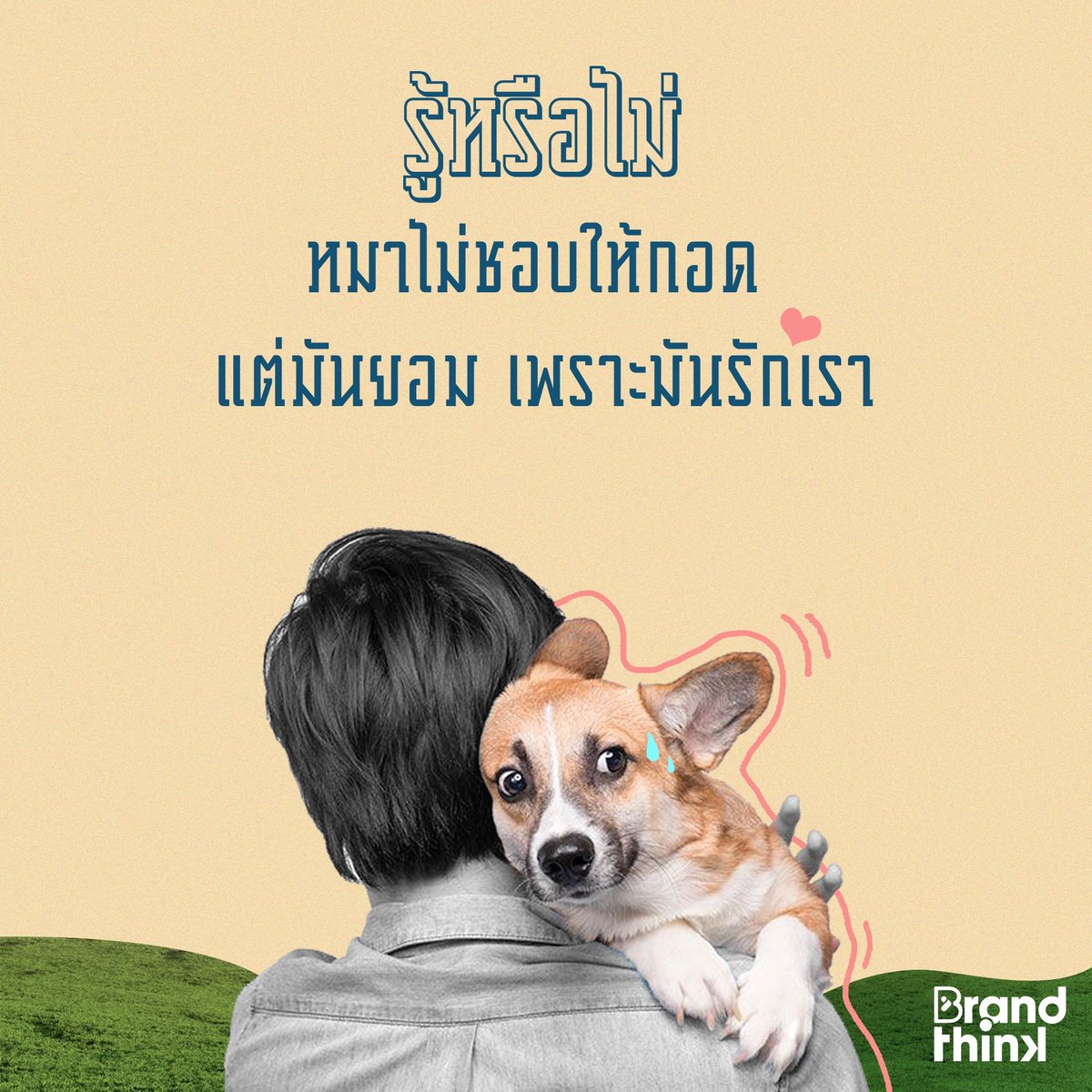 BrandThinkme's tweet photo. #วันสุนัขโลก แบบนี้ มาทำความเข้าใจน้องกันดีกว่า รู้ไหมว่าจริง ๆ หมาบางส่วนไม่ชอบโดนกอดสักเท่าไร และการที่น้องหลับตาพริ้ม ทำหูลู่ เราอาจคิดไปว่าน้องชอบ แต่จริง ๆ แล้วนั่นอาจบ่งบอกว่าน้องรู้สึกไม่สบายตัวมากกว่า ยังไงลองกลับไปสังเกตน้องที่บ้านกันดีกว่านะ
#BrandThink #น้องหมา https://t.co/ptp0DZp3wc