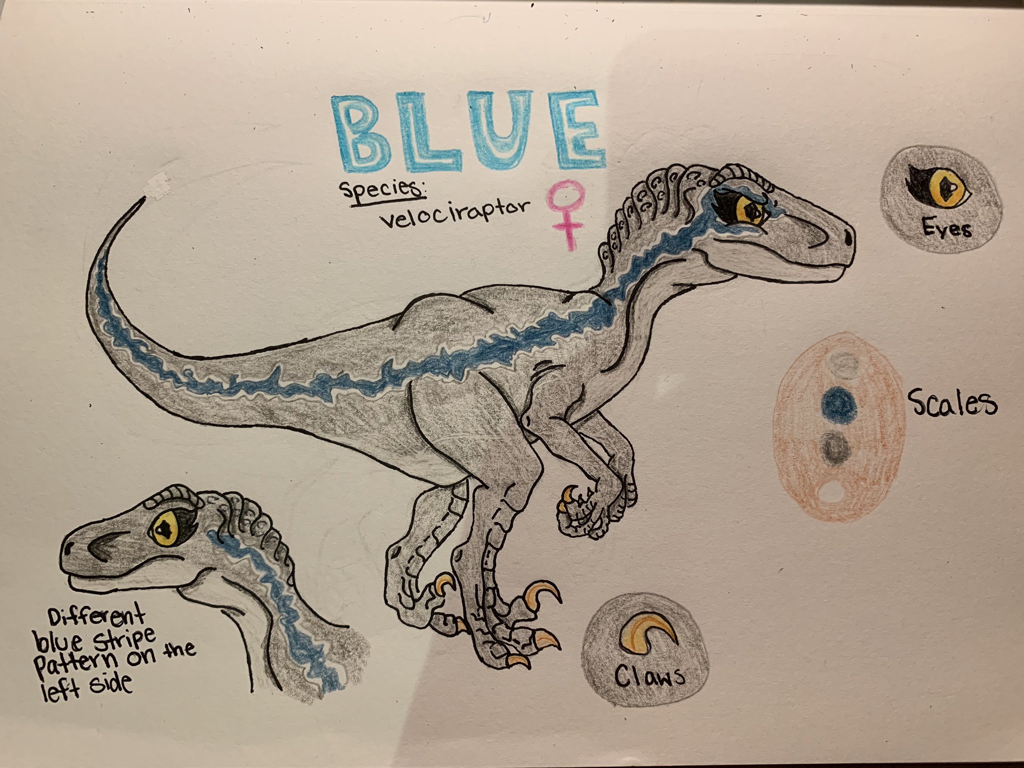 ʕ ᴥ ʔ Twitter પર Blue S Bio I M Way Better At Drawing Dinosaurs What S Why I M Going To Drawing Them A Lot Drawing Art Artist Artwork Dinosaur Draw Jurassicworldfallenkingdom Jurassicworld Jurassicworldblue Bluethevelociraptor Blue