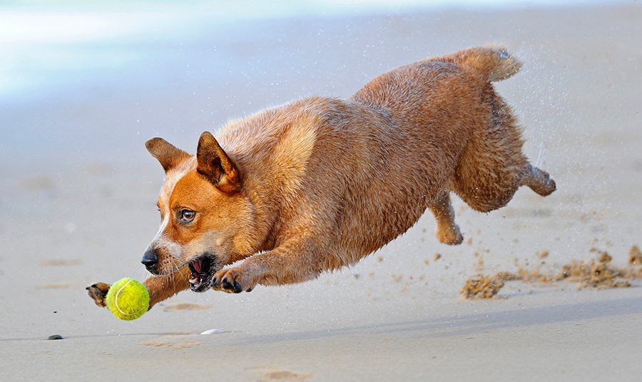 LisaGrimm9's tweet photo. So it's International Dog Day... I love them, could never be without one. So much more intelligent than us, unconditional love and loyalty their forte.
My red dog #Jess 
#beachaholic #ballaholic #foodaholic #InternationalDogDay https://t.co/5qZmkZt0KW
