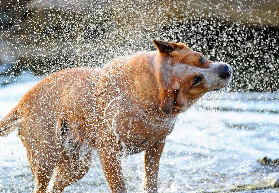 LisaGrimm9's tweet photo. So it's International Dog Day... I love them, could never be without one. So much more intelligent than us, unconditional love and loyalty their forte.
My red dog #Jess 
#beachaholic #ballaholic #foodaholic #InternationalDogDay https://t.co/5qZmkZt0KW