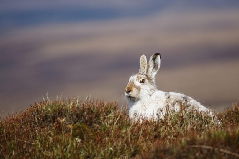 ‘Shocking new evidence has shown the mountain hare – a true emblem of Scotland’s wild places – has declined by over 90% in some sites managed for driven grouse shooting in spite of claims from the shooting industry that numbers remain healthy.’ https://t.co/JQIdU9XWm3 @MarkAvery https://t.co/1pC3iI56VV