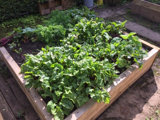 UniStrathclyde's tweet photo. Our Community Garden is loving this weather!βοΈLots of the veg is now fully grown and ready to harvest - pop to the garden in the centre of campus and help yourself to some of the veggies! π₯π₯¦ #StrathLife #SustainableStrathclyde #StrathEco #FreeVeggies https://t.co/0M4MRQaT8S