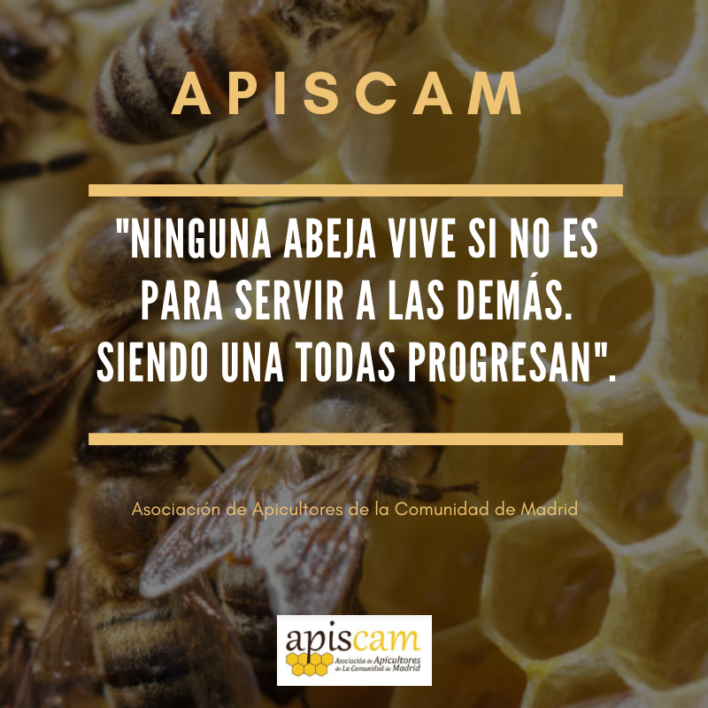 ApiscamMadrid's tweet photo. Desde #Apiscam trabajamos cada día para ofrecer a los #apicultores asesoramiento, formación, programas de apadrinamiento...
#SomosApicultores de la #ComunidaddeMadrid.
¡Infórmate! Queremos seguir creciendo 🐝👉 https://t.co/mnbmcnAXU5
#apicultura #Madrid #abejas https://t.co/jAmWi1Cp5b